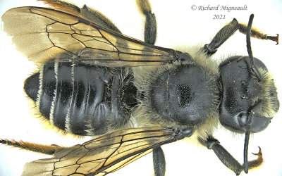 Megachilidae - Megachile rotundata m21 