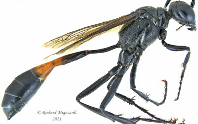 Thread-waisted Wasps - Ammophila nigricans m21 
