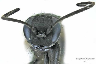 Spider Wasp - Anoplius virginiensis m21 