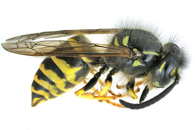 Vespula alascensis - Yellowjacket Wasp m21 1