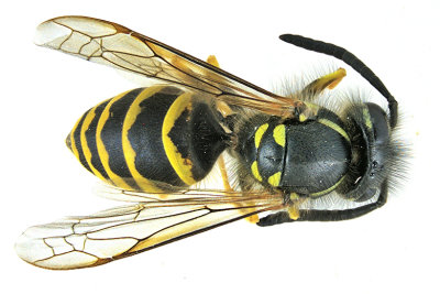 Vespula alascensis - Yellowjacket Wasp m21 2