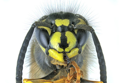 Vespula alascensis - Yellowjacket Wasp m21 3