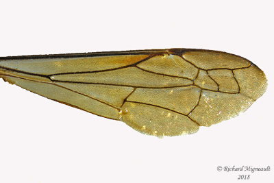 Dolichovespula norvegicoides - Northern Aerial Yellowjacket sp3 3 