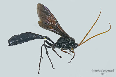 Ichneumon Wasp - Thyreodon atricolor m21 1