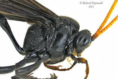 Ichneumon Wasp - Thyreodon atricolor m21 2