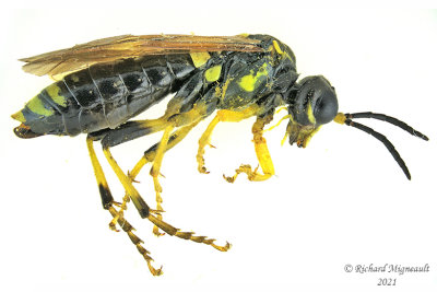 Common sawfly - Tenthredo basilaris m21 1
