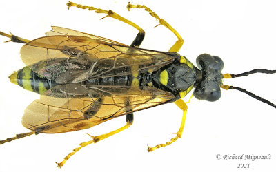 Common sawfly - Tenthredo basilaris m21 2