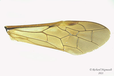 Common sawfly - Tenthredo basilaris m21 4