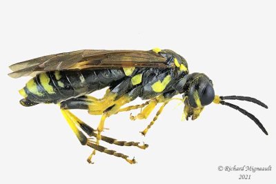 Common sawfly - Tenthredo sp6 m21 1