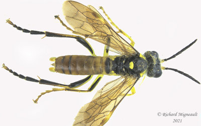 Common sawfly - Tenthredo sp5 m21 1