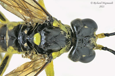 Common sawfly - Tenthredo sp5 m21 2