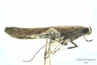 0639 - Leaf Blotch Miner Moth - Caloptilia stigmatella m21 