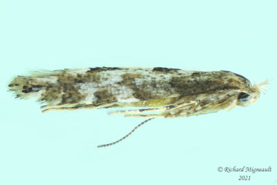 0774 - Balsam Poplar Leaf Blotch Miner Moth - Phyllonorycter nipigon m21