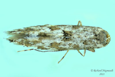 0774 - Balsam Poplar Leaf Blotch Miner Moth - Phyllonorycter nipigon m21