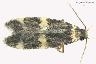 1134 - Four-spotted Yellowneck Moth - Oegoconia novimundi m21 