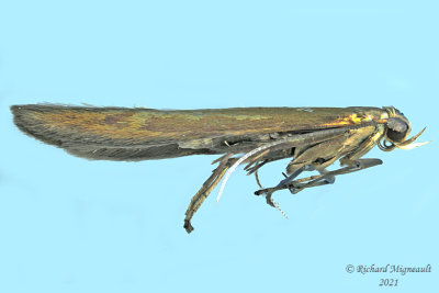 1388 - Large Clover Casebearer Moth - Coleophora trifolii m21 