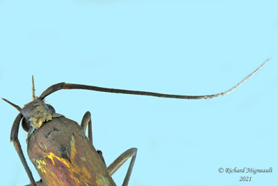 1388 - Large Clover Casebearer Moth - Coleophora trifolii m21