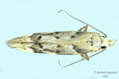 1803 - Conifer Coleotechnites Moth - Coleotechnites coniferella m21