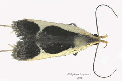 2295 - Cream-edged Dichomeris Moth - Dichomeris flavocostella m21