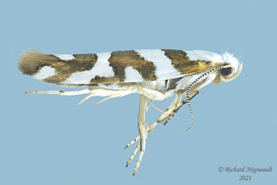 2457 - Bronze Alder Moth - Argyresthia goedartella m21