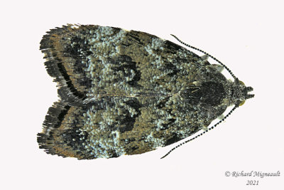 2651 - Choreutis diana - Diana's Choreutis Moth m21