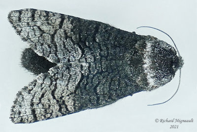 2675 - Acossus centerensis - Poplar Carpenterworm m21 