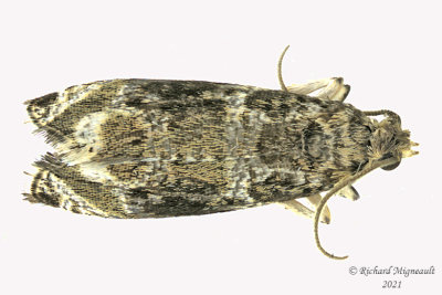 2770 - Dusky Leafroller Moth - Orthotaenia undulana m21 