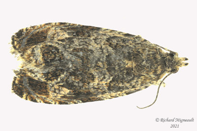 2817 - Raspberry Leafroller Moth - Olethreutes permundana  m21 