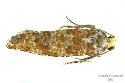 2892 - Retinia albicapitana - Northern Pitch Twig Moth m21 1