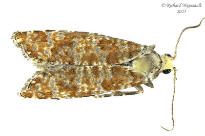 2892 - Retinia albicapitana - Northern Pitch Twig Moth m21 2