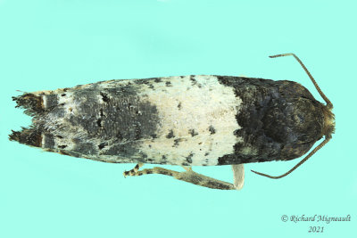 3186 - Goldenrod Gall Moth - Epiblema scudderiana m21 1