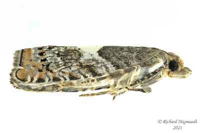 3310 - Walker's Epinotia Moth - Epinotia transmissana m21 