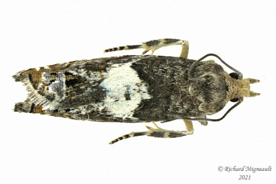 3310 - Walker's Epinotia Moth - Epinotia transmissana m21