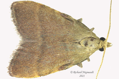 5571 - Drab Condylolomia - Condylolomia participalis m21