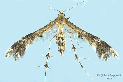 6102 - Plume Moth - Dejongia lobidactylus m21 
