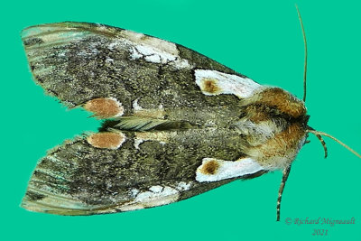 6240 - Euthyatira pudens - Dogwood Thyatirid Moth m21