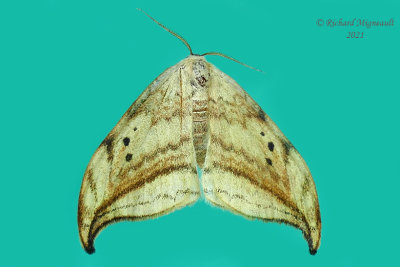 6251 - Arched Hooktip Moth - Drepana arcuata m21  1
