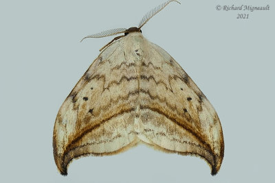 6251 - Arched Hooktip Moth - Drepana arcuata m21  2
