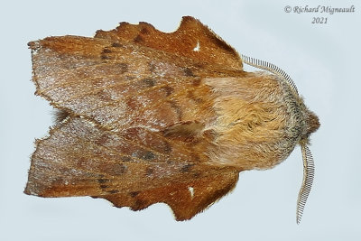 7687 - Lappet Moth - Phyllodesma americana m21 1
