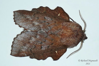 7687 - Lappet Moth - Phyllodesma americana m21 2