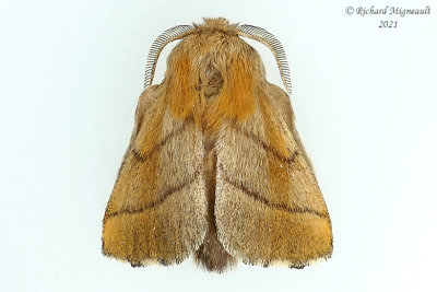 7698 - Forest Tent Caterpillar Moth - Malacosoma disstria m21 1