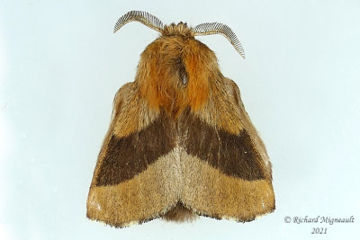 7698 - Forest Tent Caterpillar Moth - Malacosoma disstria m21 2