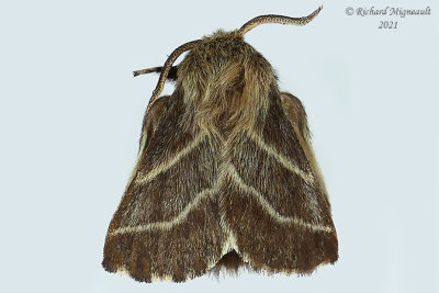 7701 - Malacosoma americana - Eastern Tent Caterpillar Moth 21