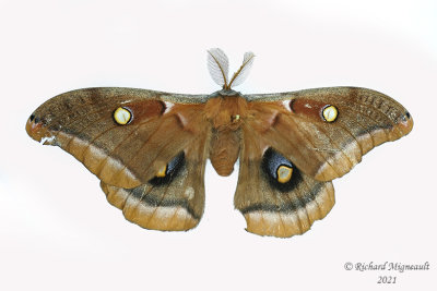 7757 - Polyphemus Moth - Antheraea polyphemus m21 1