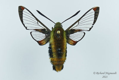 7855.2 - Snowberry Clearwing Moth - Hemaris aethra m21 1