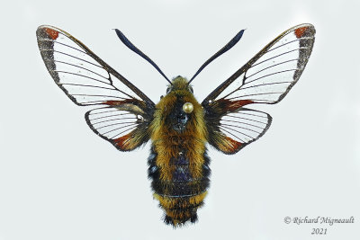 7855.2 - Snowberry Clearwing Moth - Hemaris aethra m21 2
