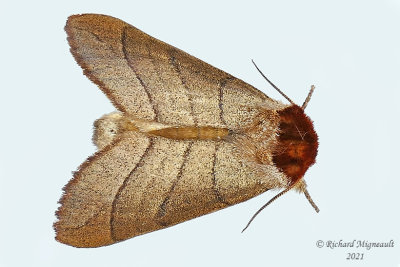 7902 - Yellow-necked Caterpillar Moth - Datana ministra m21 2