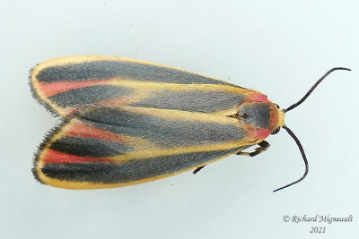 8090 - Painted Lichen Moth - Hypoprepia fucosa m21