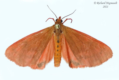 8123 Virbia ferruginosa –Rusty Holomelina Moth m21 