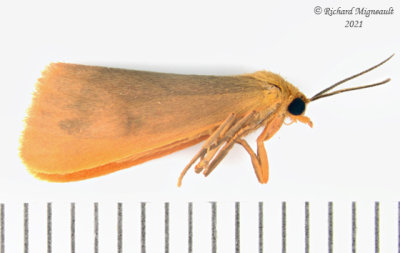 8124 - Arctiinae, Immaculate Virbia, lateral - Virbia immaculata m21 
